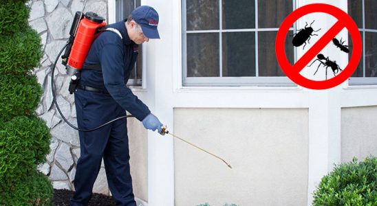 Payas Hamam Böceği İlaçlama böcek ilaçlama ve haşere kontrolü — ilaclama-tr.com